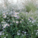 fiori Villa Manin x sito